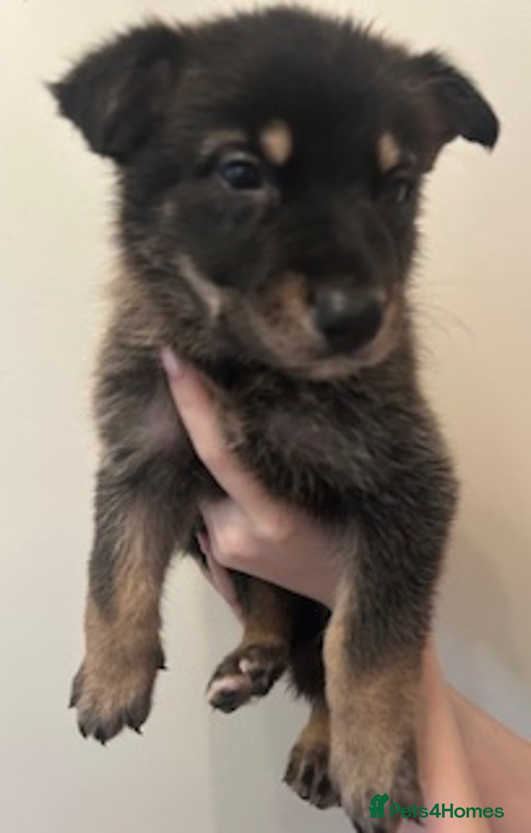 German Shepherd dogs for sale: Adorable litter of 6 puppies  - Advert 6
