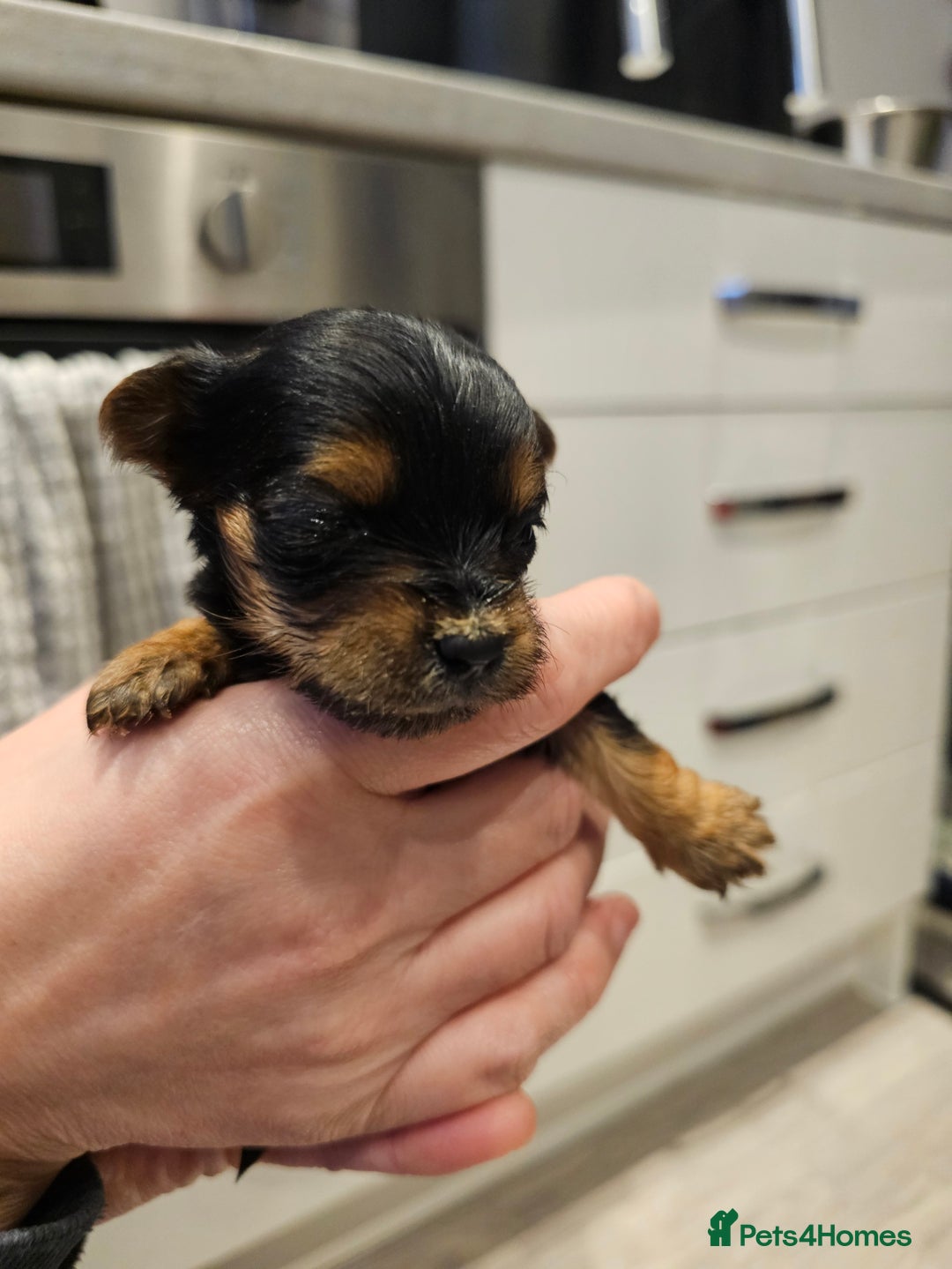 Morkie dogs for sale: Mini Maltese/Yorkshire terrier puppies for sale - Advert 5