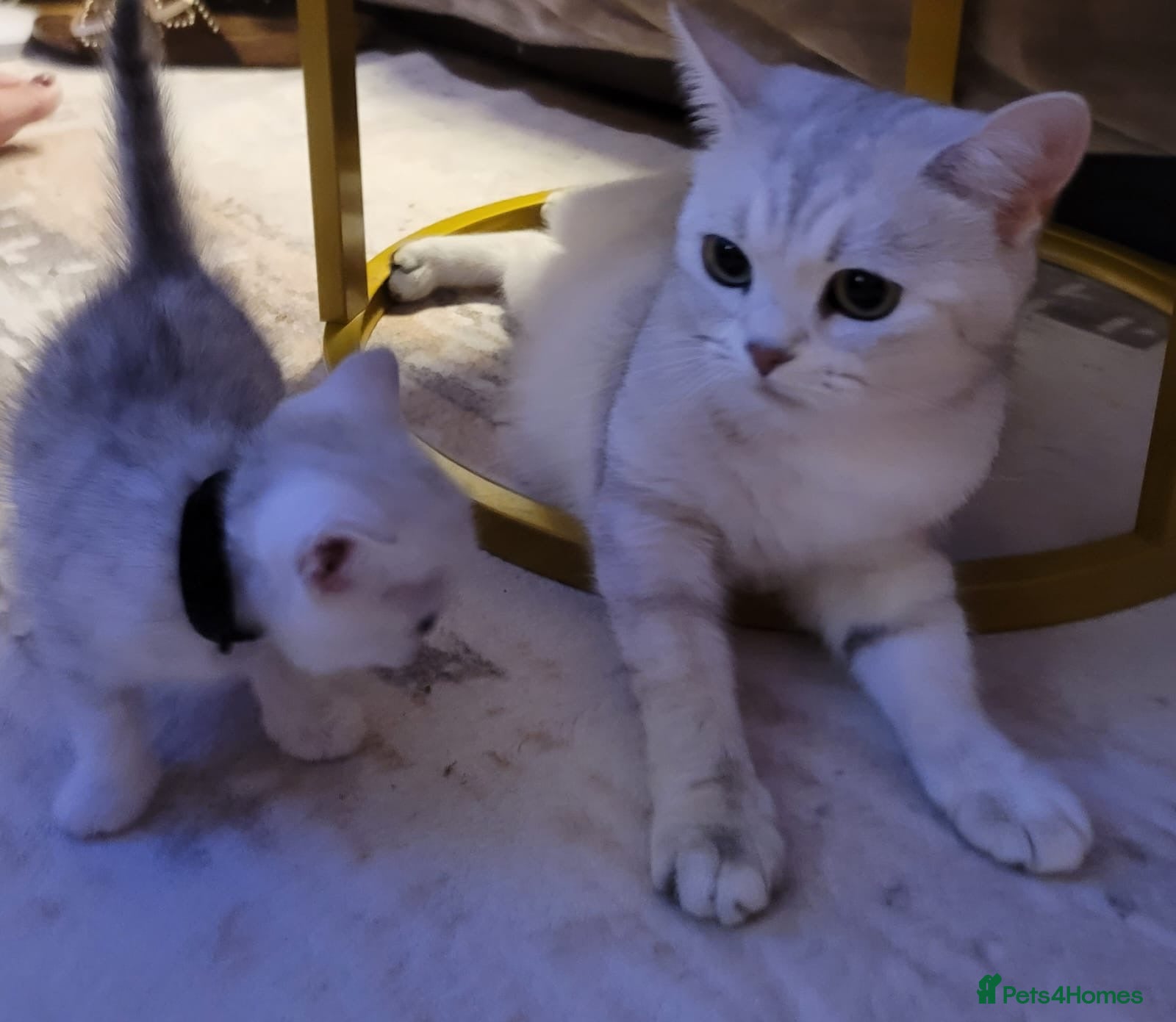 British Shorthair cats for sale: Beautiful kittens – 2 Boys & 2 Girls Ready Now  - Advert 7