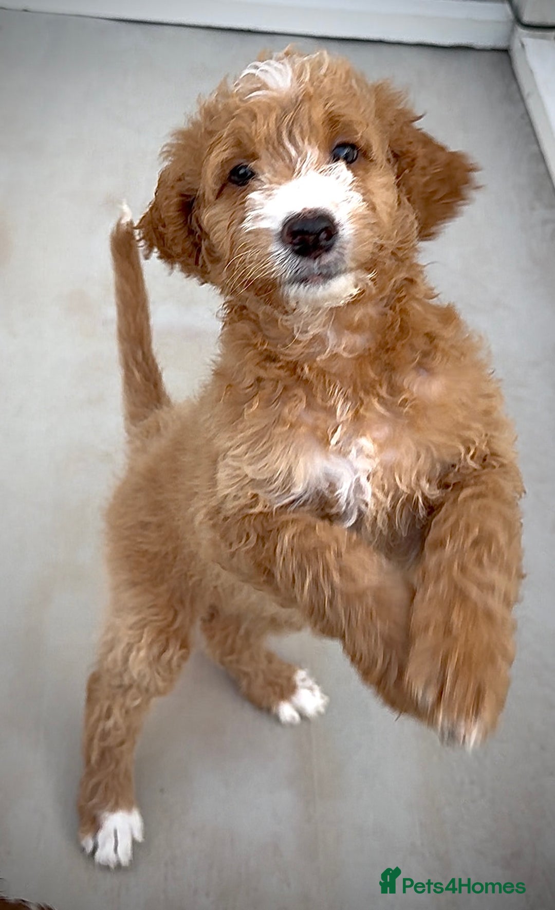 Australian Labradoodle dogs for sale: Australian Golden doodle female , ready to go - Image 2