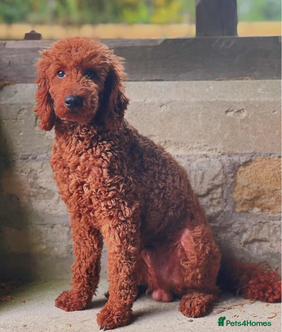 Cavapoochon dogs for sale: CAVAPOOCHON PUPPIES - ONLY 1 BOY LEFT - Advert 6