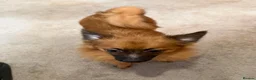 Pomeranian dogs for sale: Puppies  - Advert 7