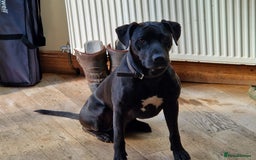 Mixed Breed dogs for sale: Labrador x terriers x lurchers x  - Image 8