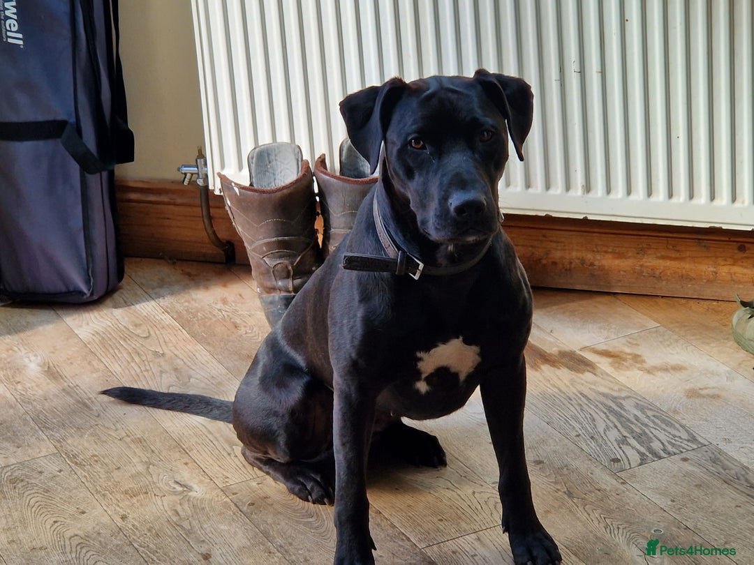 Mixed Breed dogs for sale: Labrador x terriers x lurchers x  - Image 8