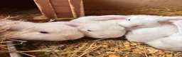 Mini Lop rabbits for sale: 3 white beauty’s for sale NEED TO GO  - Advert 14