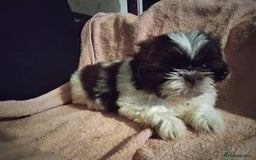Shih Tzu dogs for sale: Quality Half Imperial Shitzu Puppies.  - Image 8