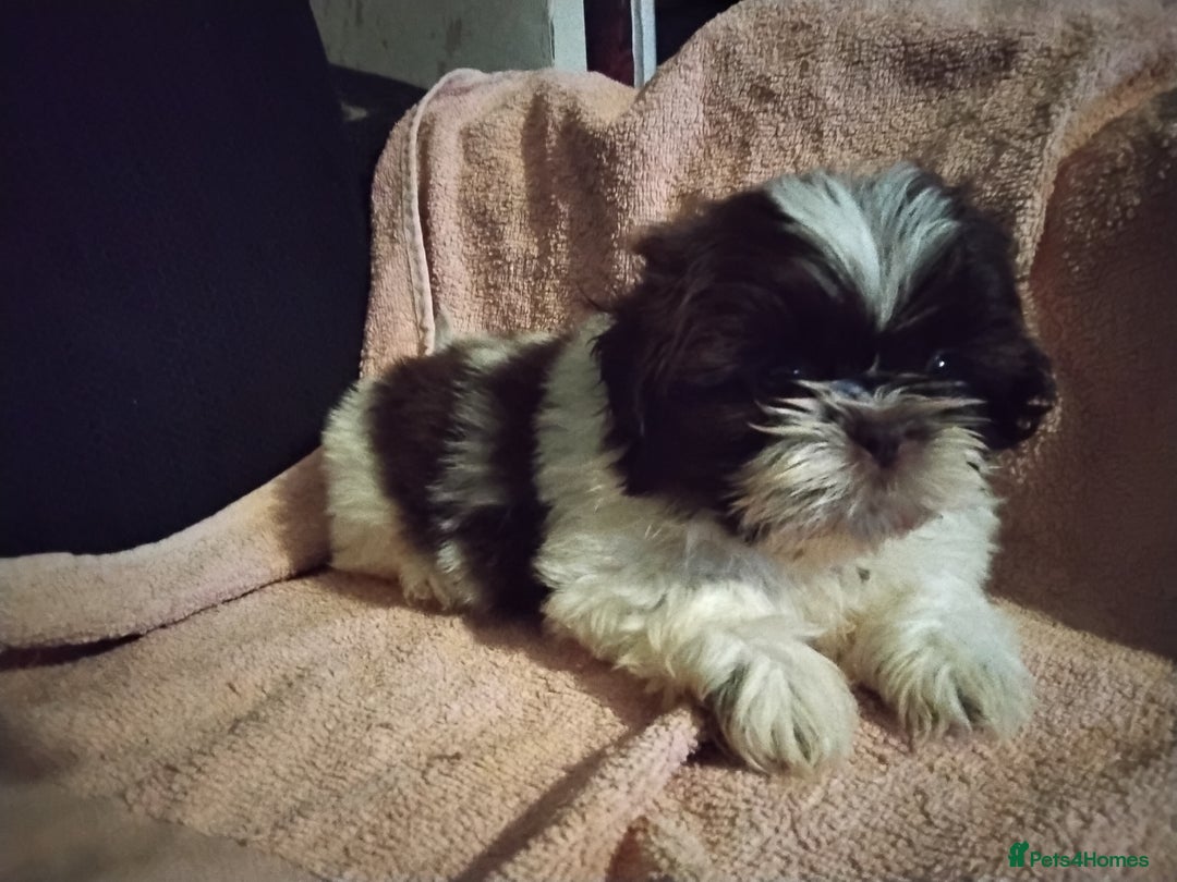 Shih Tzu dogs for sale: Quality Half Imperial Shitzu Puppies.  - Image 8