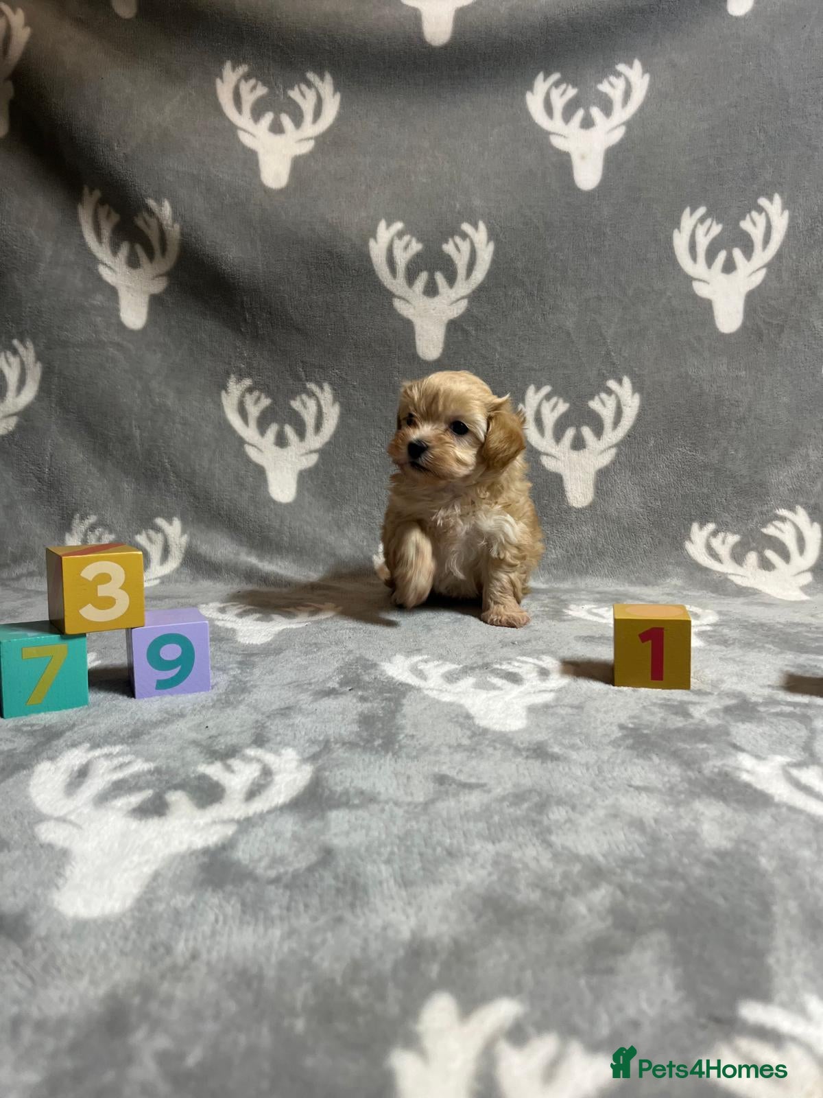 Maltipoo dogs 🤩 1 stunning  boy F1 Maltipoos 🤩 - Advert 18