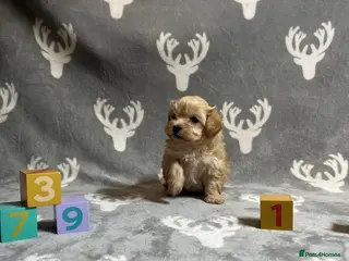 Maltipoo dogs 🤩 1 stunning boy F1 Maltipoos 🤩 - Advert 18