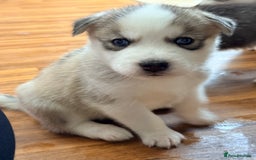 Siberian Husky dogs for sale: SIBERIAN HUSKY  - Image 2