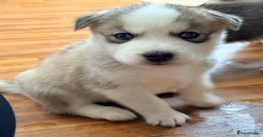 Siberian Husky dogs - Advert 16