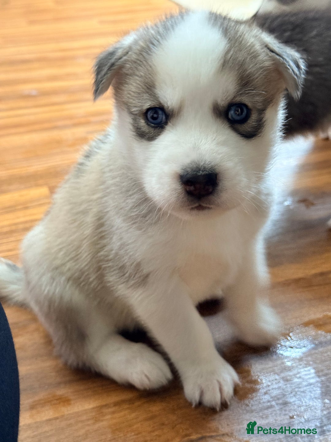 Siberian Husky dogs for sale: SIBERIAN HUSKY  - Image 2