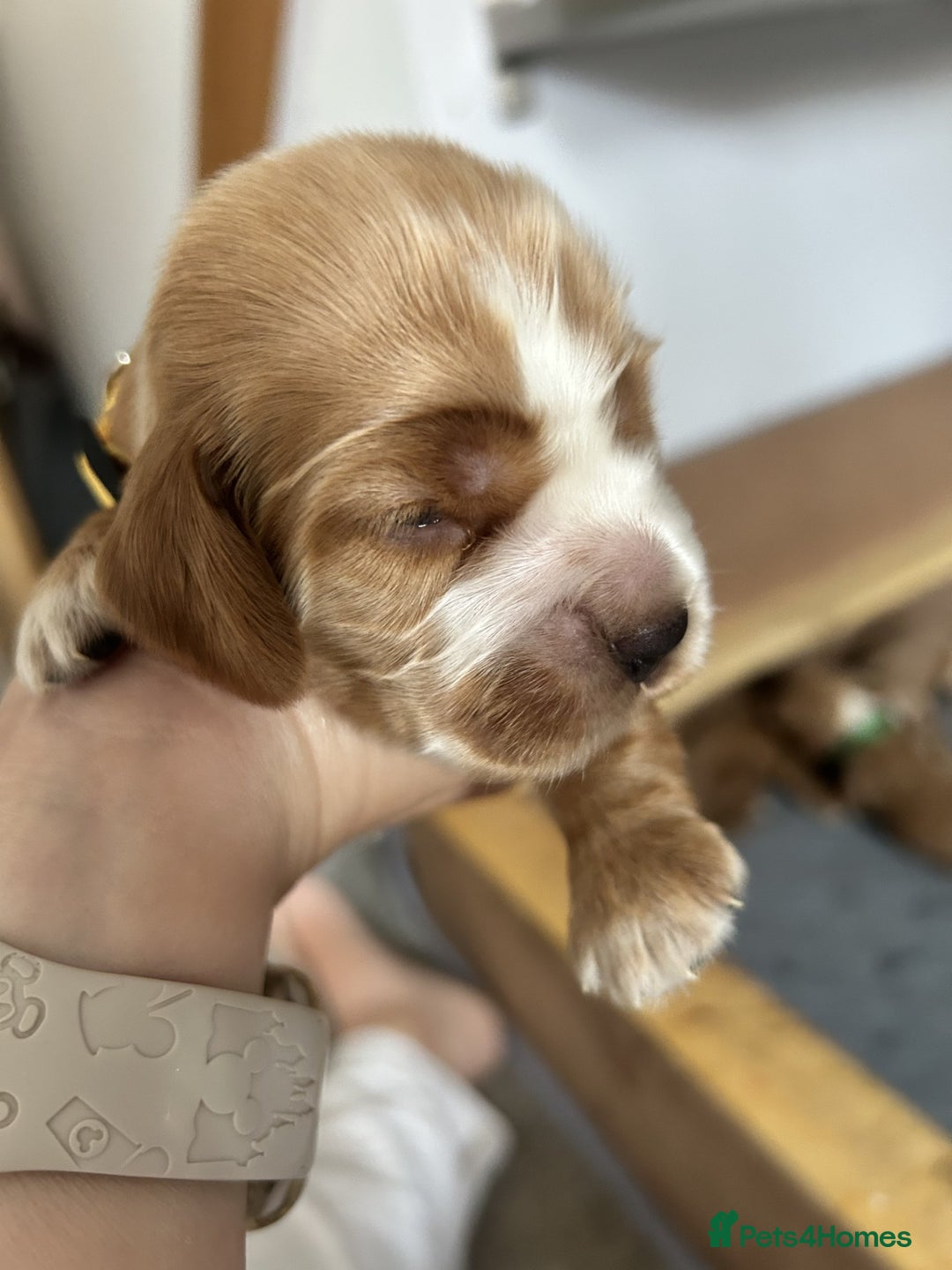 Cocker Spaniel dogs for sale: Stunning Show type Cocker Spaniels - Image 7