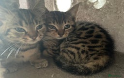 Munchkin cats for sale: Munchkin kittens - 2 left - Advert 30