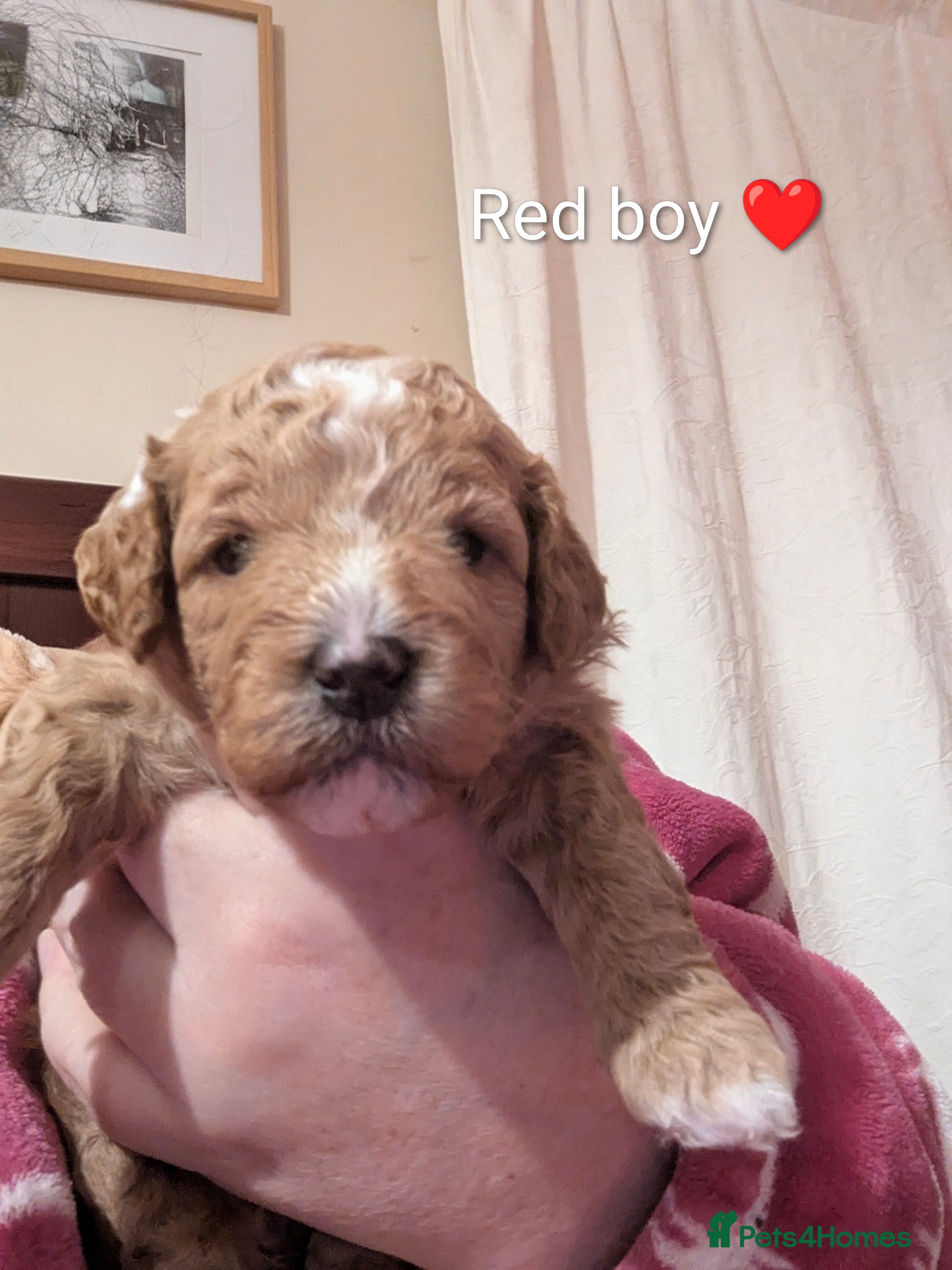 Cavapoo dogs Beautiful Cavapoo Puppies Available - Advert 7