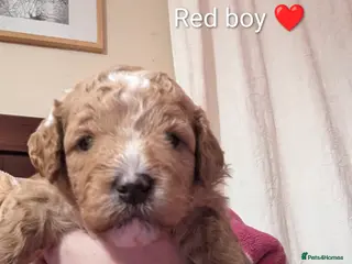 Cavapoo dogs Beautiful Cavapoo Puppies Available - Advert 7