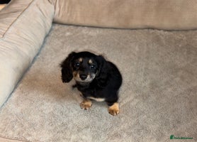 Miniature Dachshund dogs Long haired miniature dachshund - Advert 3