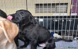 Labrador Retriever dogs for sale: Kc registered Labrador puppies  - Image 3