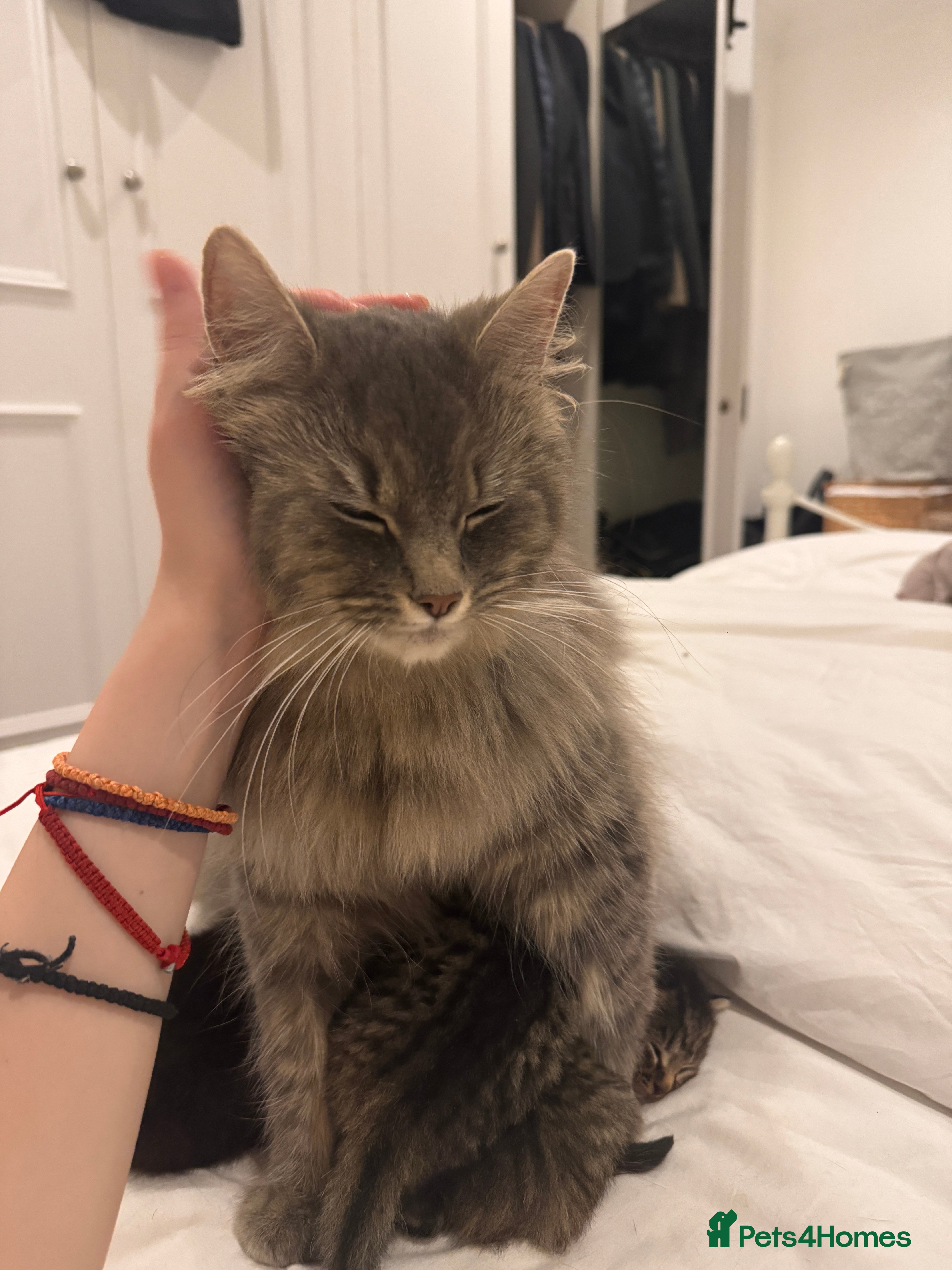 Siberian cats for sale: ADORABLE SIBERIAN X RUSSIAN BLUE MIX - Advert 2