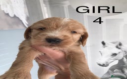 Labradoodle dogs for sale: Miniature Australian Labradoodles - Image 5