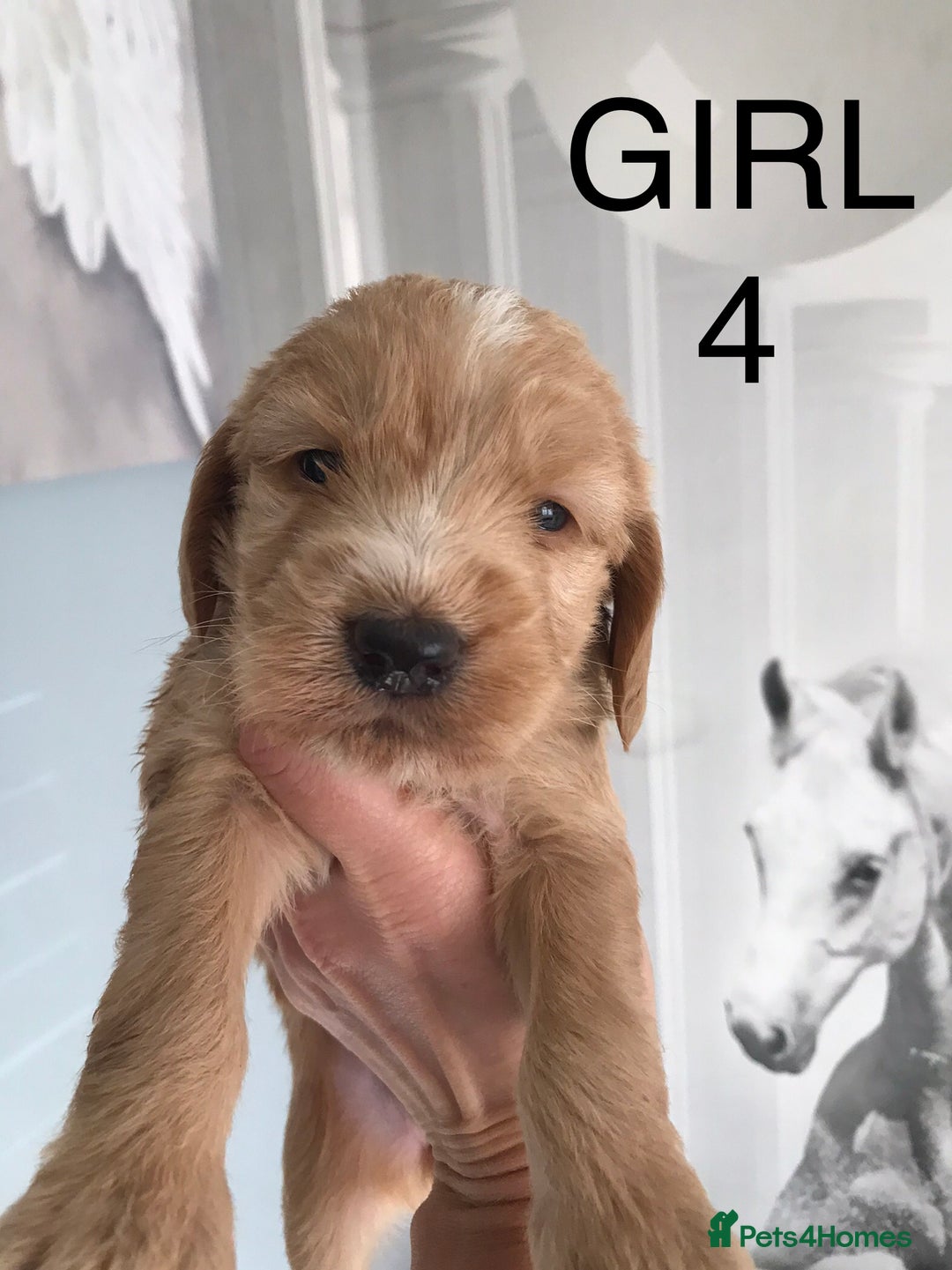 Labradoodle dogs for sale: Miniature Australian Labradoodles - Image 5