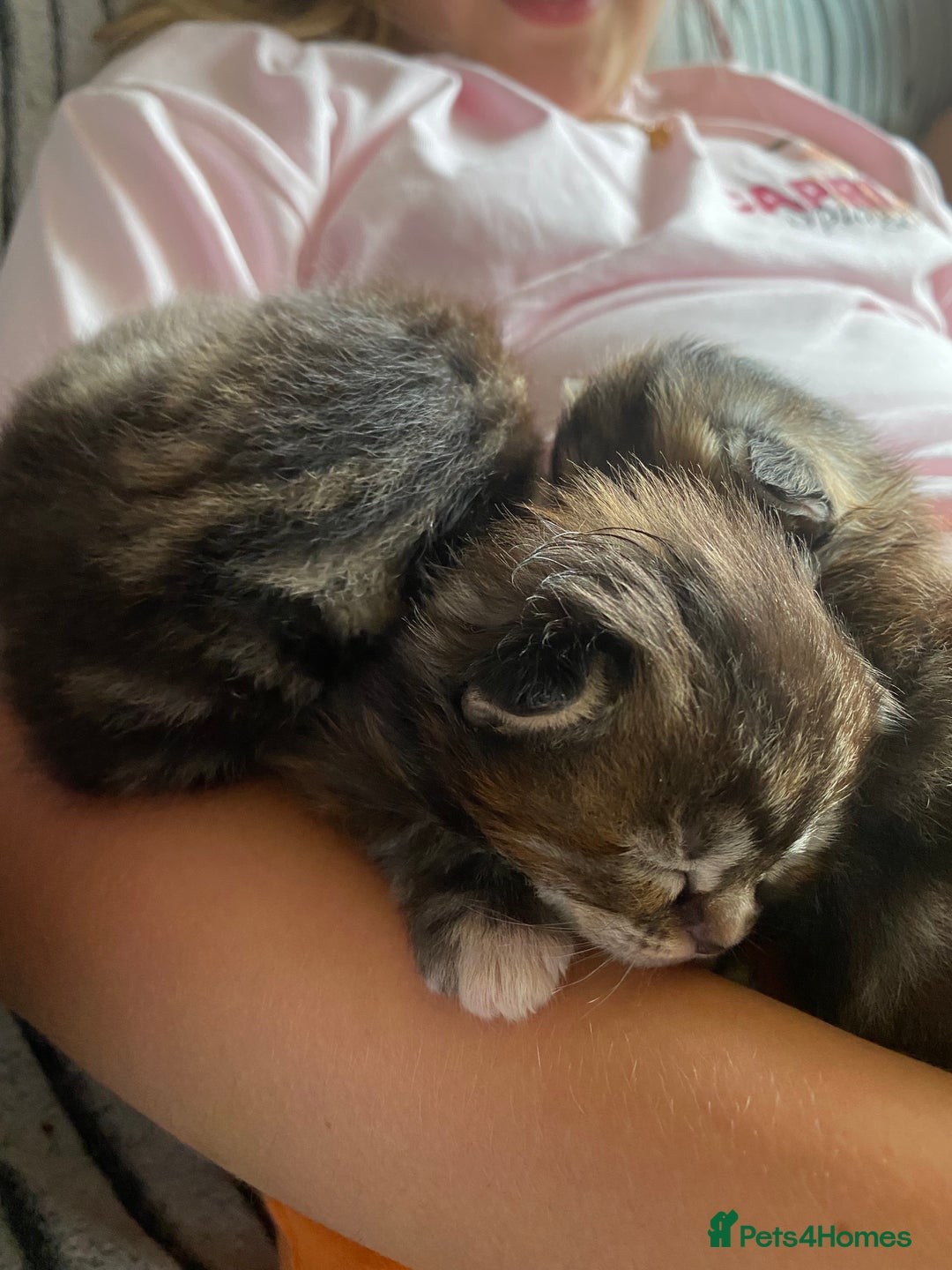 Maine Coon cats for sale: White Maine Coon boy  - Image 11