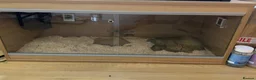 King Snake reptiles for sale: Mexican King Snake - One Year Old  - Advert 6