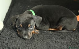 Dobermann dogs for sale: Dobermann pups - Image 6