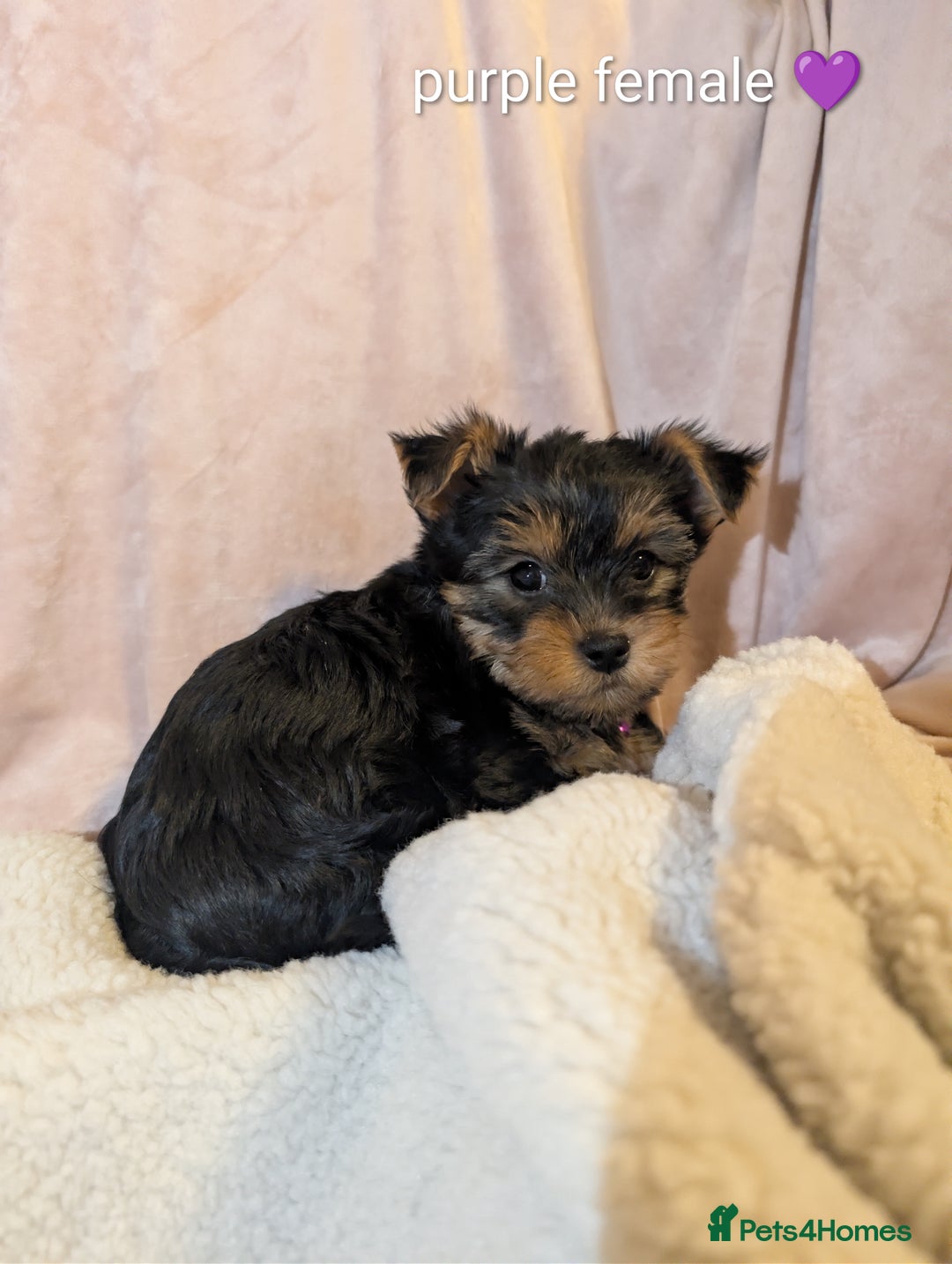 Yorkshire Terrier dogs for sale: Yorkshire Terriers ready for new home  - Advert 12