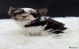 Yorkshire Terrier dogs for sale:  Ready to go Exotic Colourful Yorkshire Terriers - Advert 13