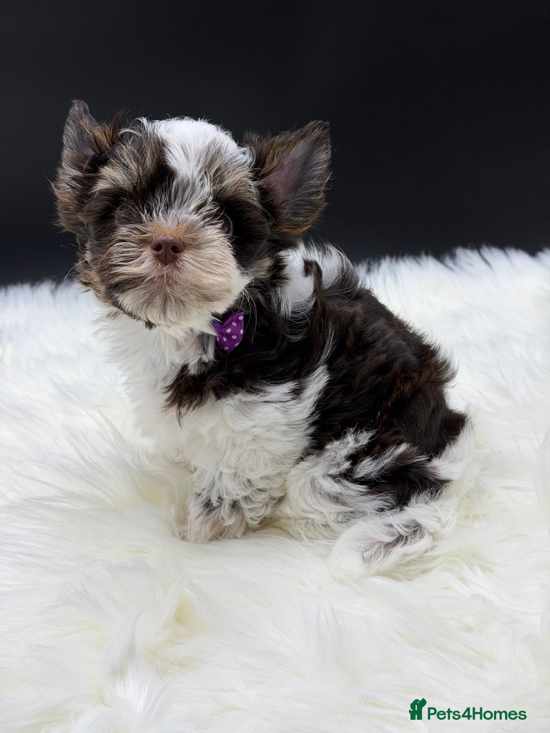 Yorkshire Terrier dogs for sale:  Ready to go Exotic Colourful Yorkshire Terriers - Advert 13