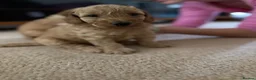 Cockapoo dogs for sale: 🐾 3 Gorgeous Male F1B Apricot Cockapoo Puppies 🐾 in Bournemouth - Advert 8