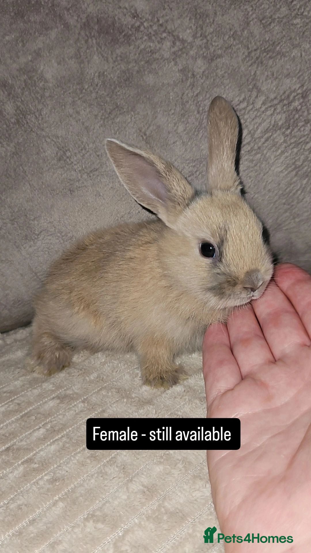 Mini Lop rabbits Baby Bunnies (Ready to leave) - Advert 2