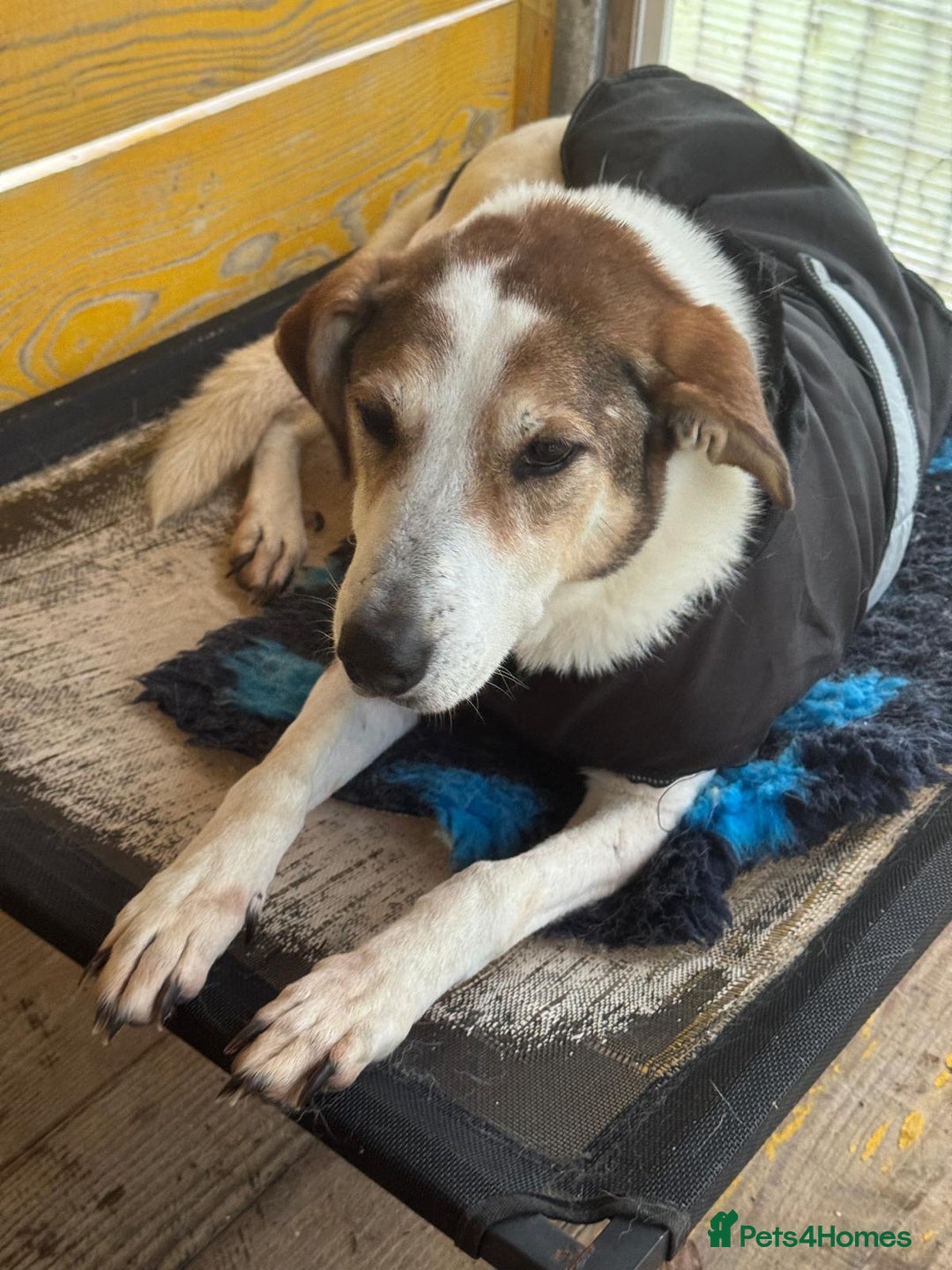 Mixed Breed dogs for adoption: LUNJA  - Advert 2