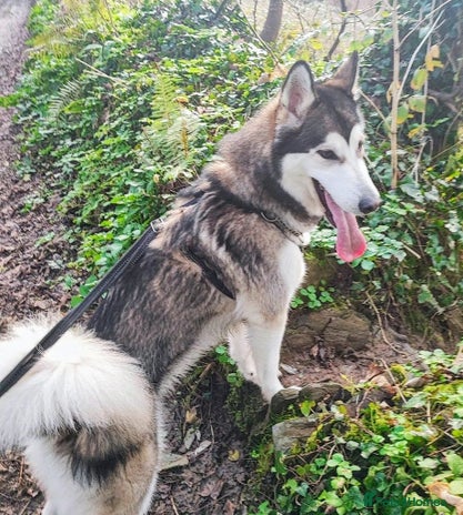 Utonagan dogs - Advert 2