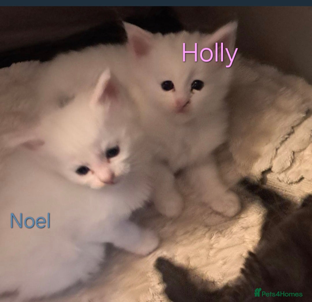 Maine Coon cats for sale: Maine coon kittens - Image 1