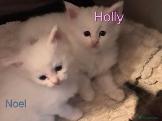 Maine Coon cats for sale - Advert 1