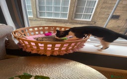 Mixed Breed cats for sale: Male kitten - Advert 14