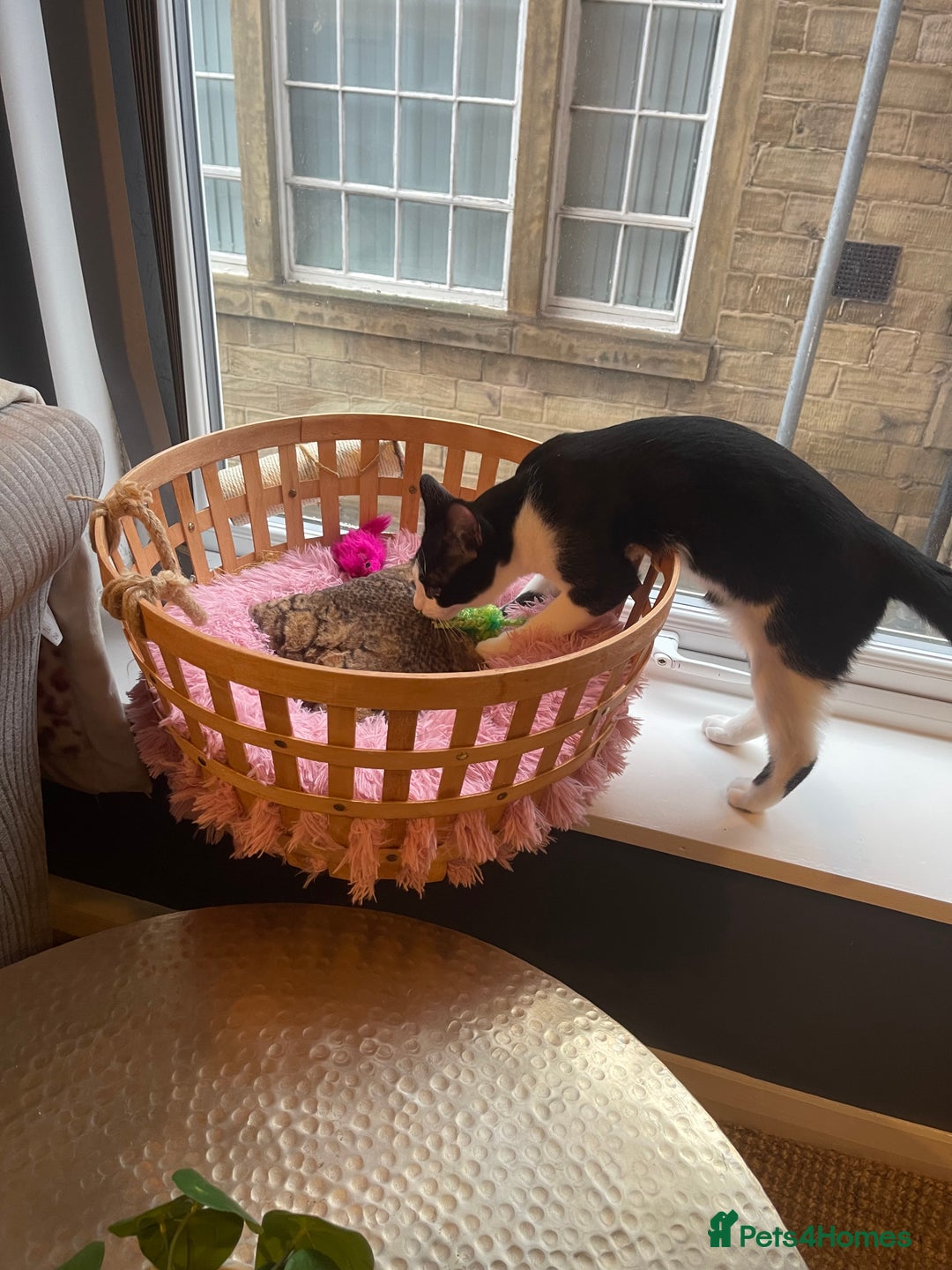 Mixed Breed cats for sale: Male kitten - Advert 14