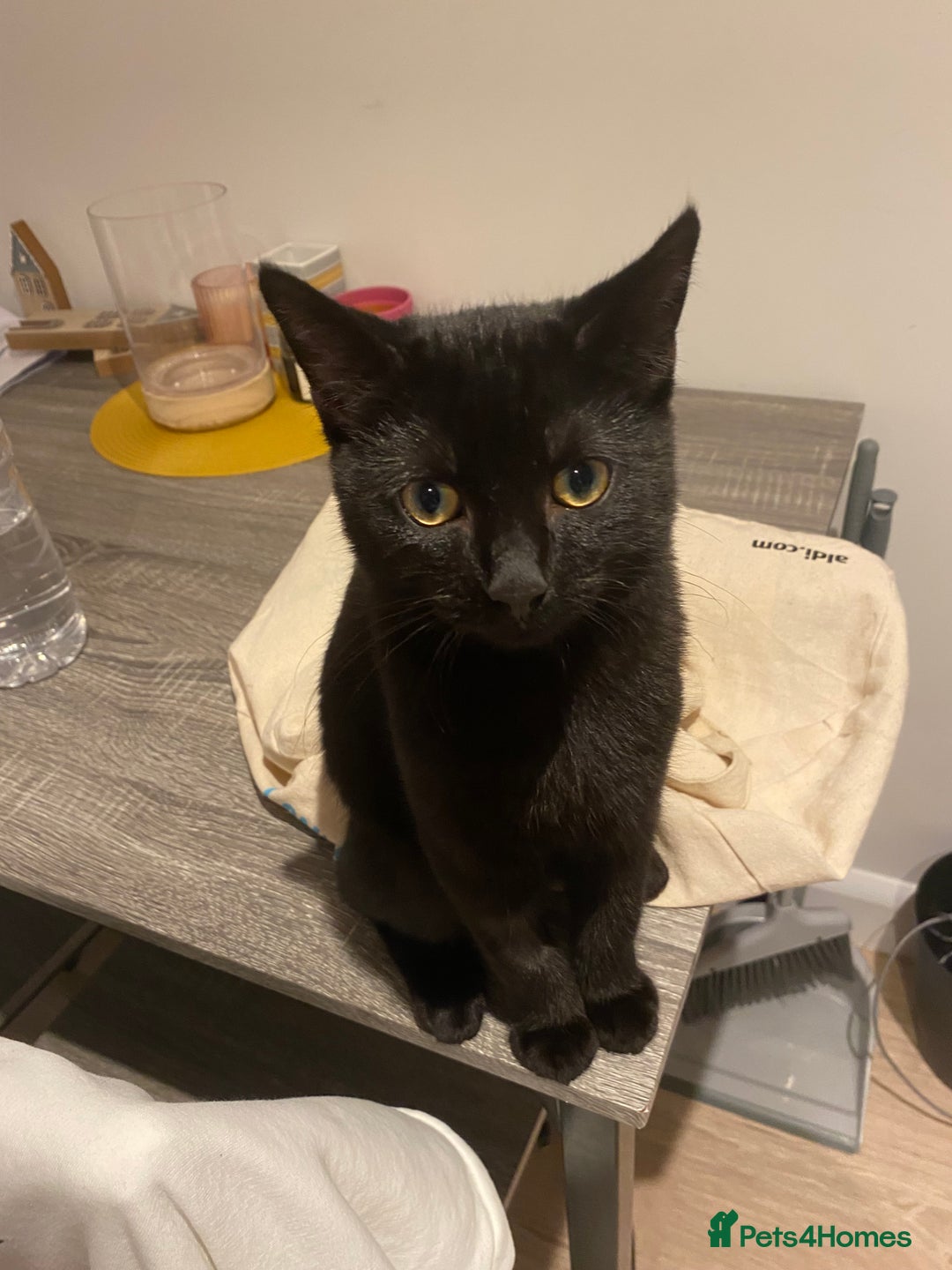 British Shorthair cats for sale: 2 Male Cats, Aged 2 and 8 months - Image 5