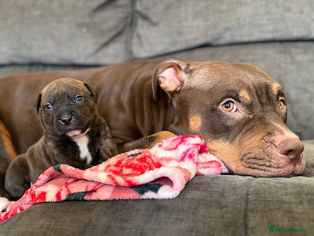 Mixed Breed dogs for sale: Beautiful Home- Reared Puppies!  - Advert 12