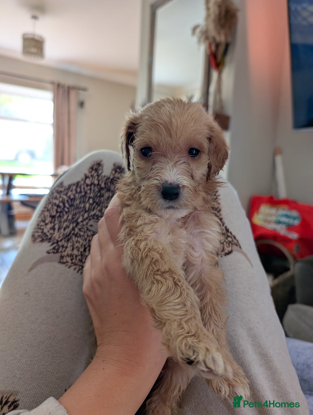 Labradoodle dogs for sale: F1 standard Labradoodle puppies  - Image 3