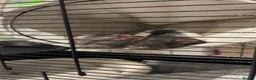 Rat rodents for sale: two female rats for sale! in Richmond - Advert 3