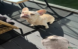 French Bulldog dogs for sale: Fluffy Carriers testable French Bulldogs - Image 2