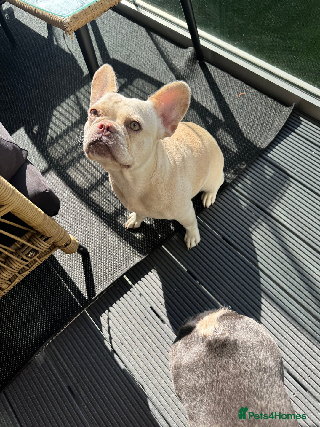 French Bulldog dogs for sale: Fluffy Carriers testable French Bulldogs - Image 2