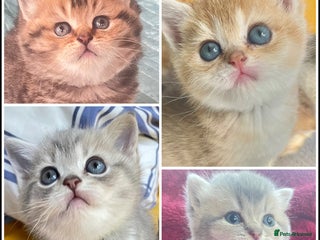 British Shorthair cats - Advert 30