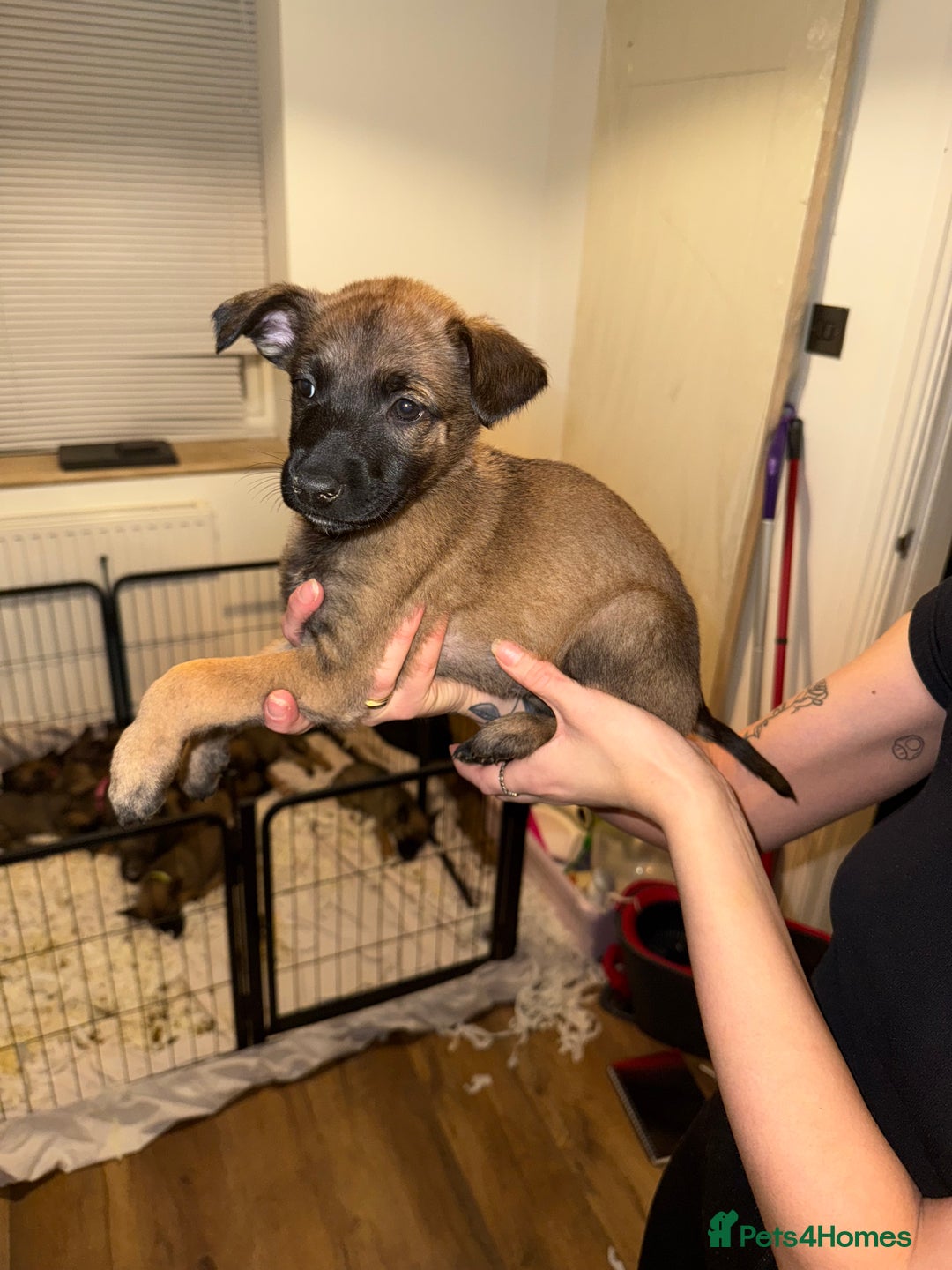 Belgian Shepherd Dog dogs for sale: Pure Belgian Malinois Puppies - Advert 21