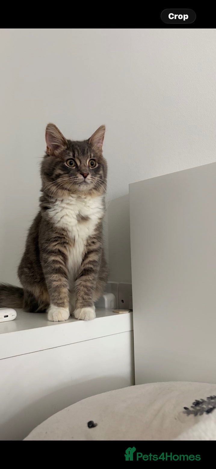 Mixed Breed cats Maine Coon x Bengal Adorable Kittens  - Advert 2