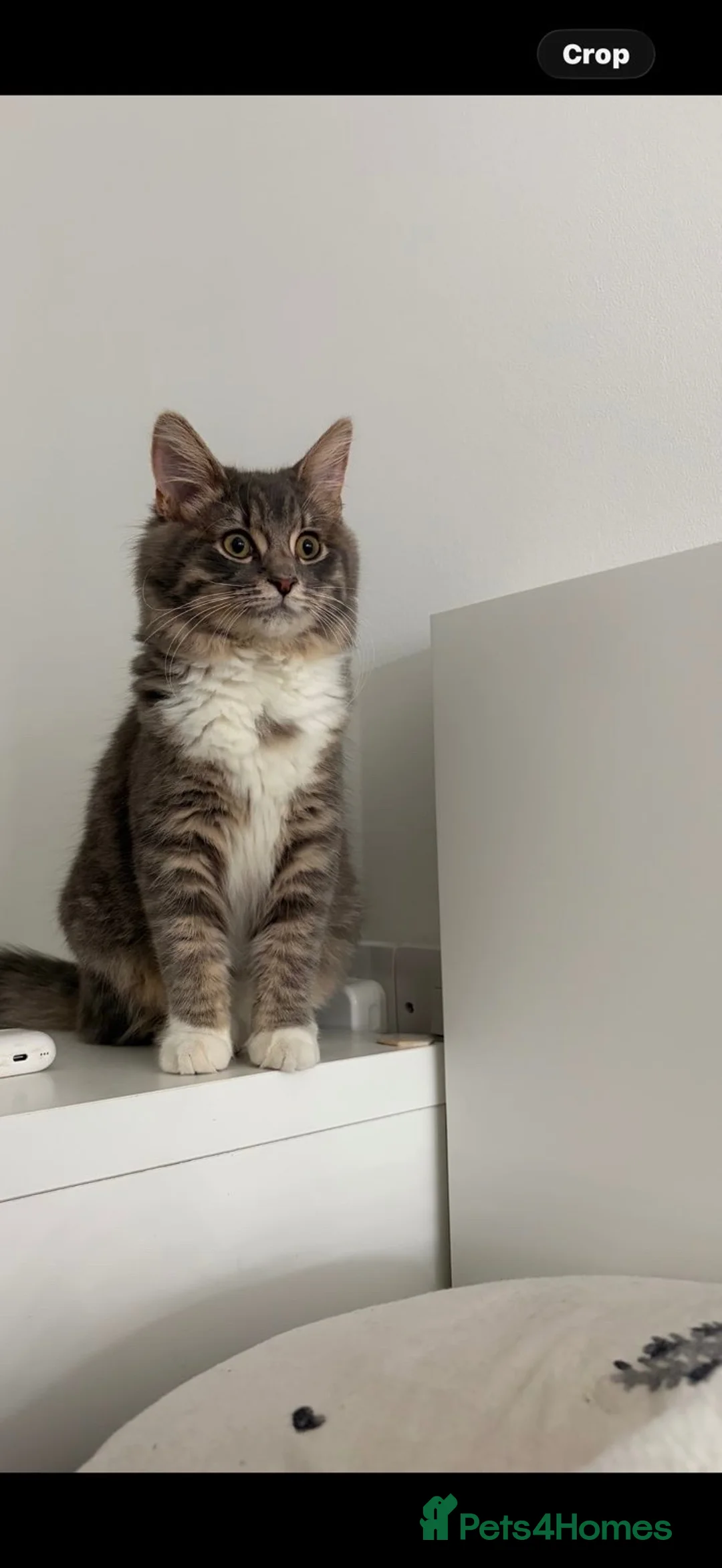 Mixed Breed cats for sale: Maine Coon x Bengal Adorable Kittens  in Camberley - Advert 2