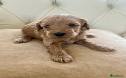 Cockapoo dogs for sale: 4⭐️Licensed Breeder Cockapoo Puppies - Image 21